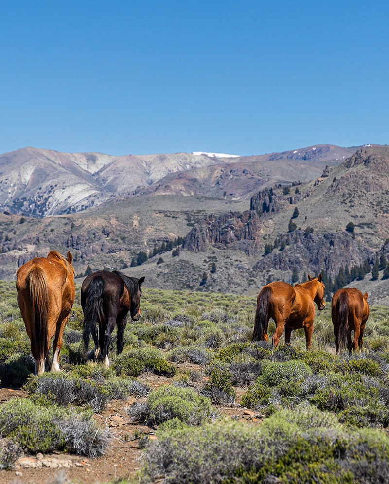 experiencia-patagonica-galeria-10